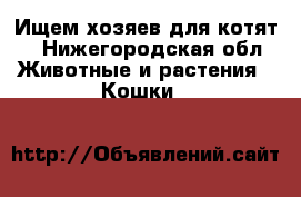 Ищем хозяев для котят! - Нижегородская обл. Животные и растения » Кошки   